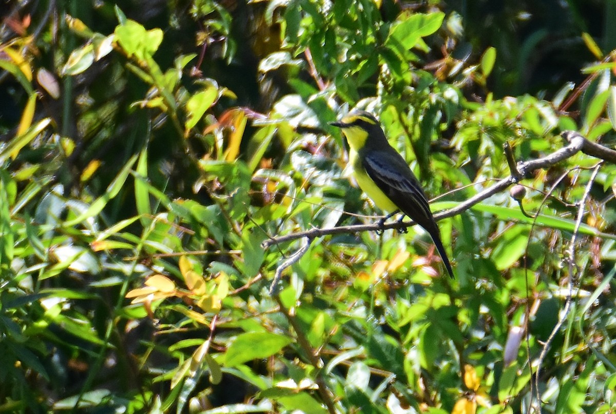Yellow-browed Tyrant - ML647321663