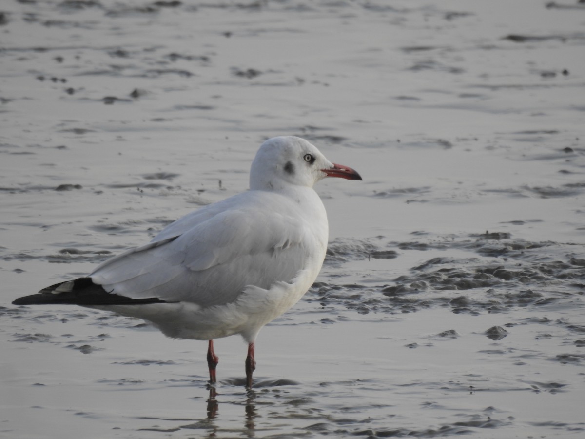 Буроголовая чайка - ML647321675