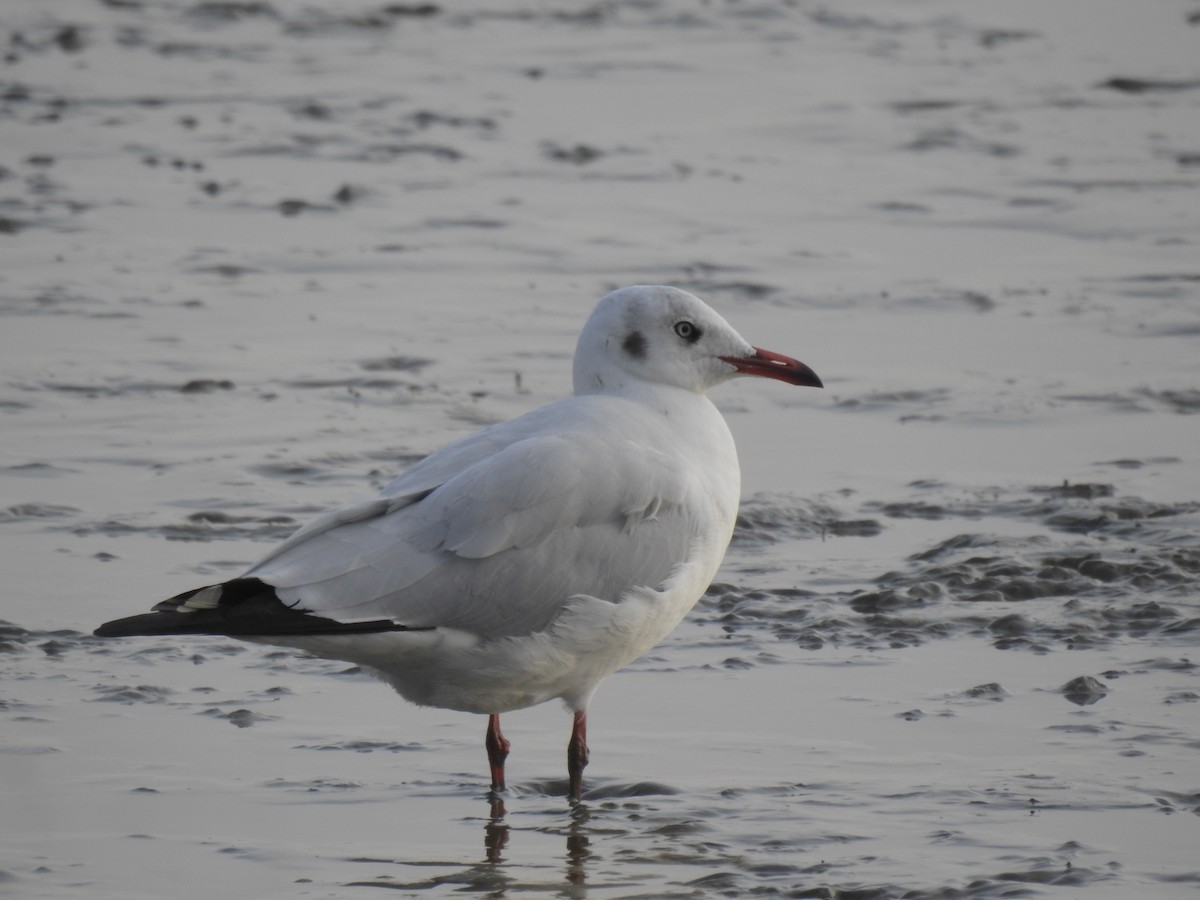 Буроголовая чайка - ML647321676