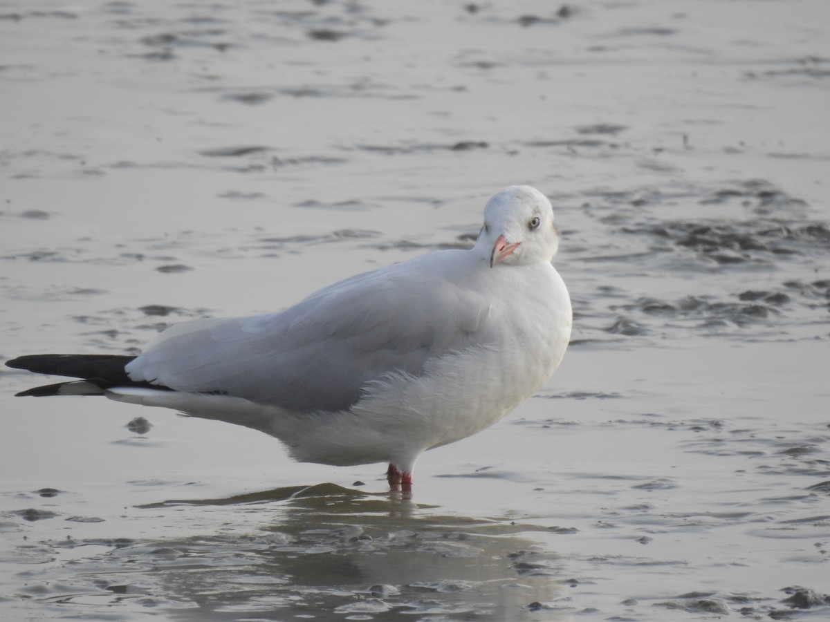 Буроголовая чайка - ML647321678