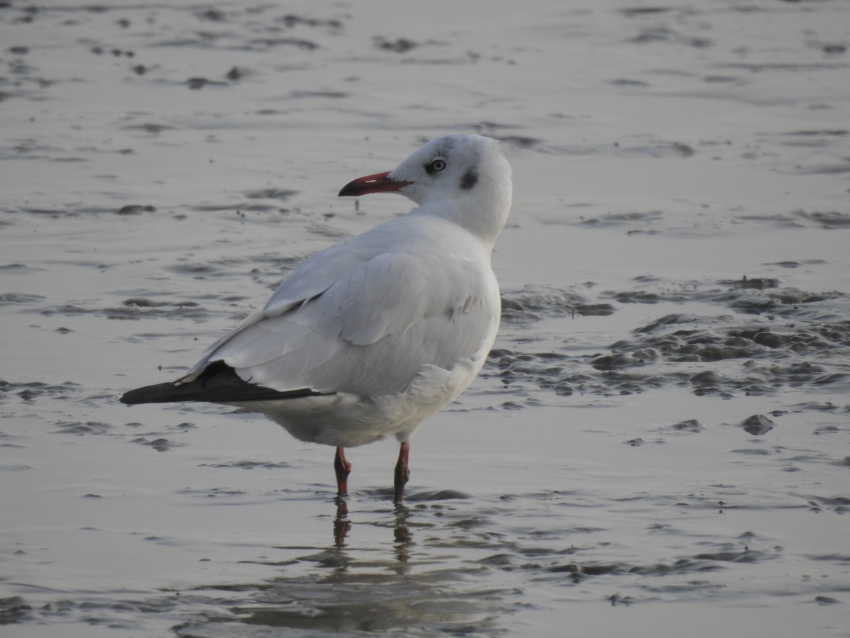 Буроголовая чайка - ML647321679