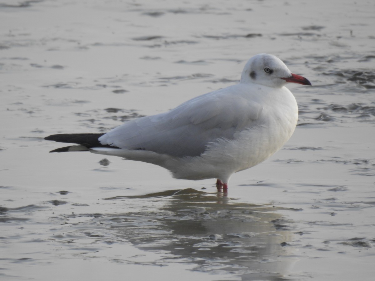 Буроголовая чайка - ML647321680