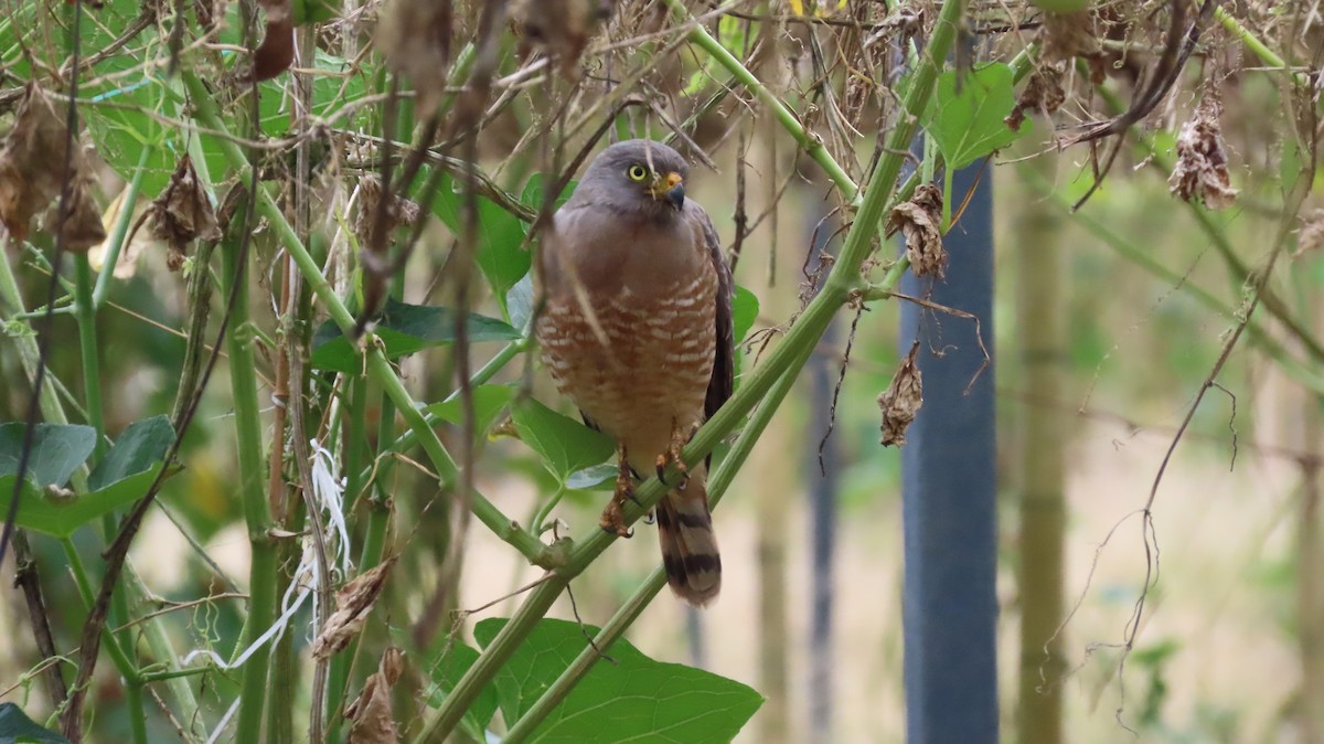 Roadside Hawk - ML647321685