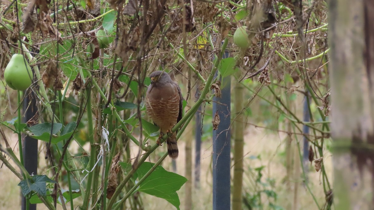 Roadside Hawk - ML647321687