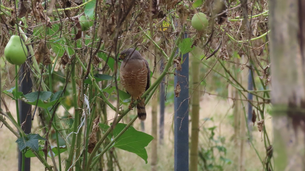 Roadside Hawk - ML647321688