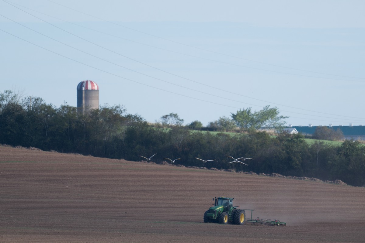 Kanada Turnası - ML647321691