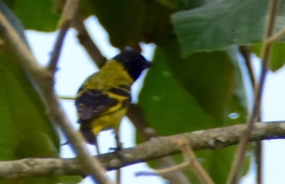 Hooded Siskin - ML647321692