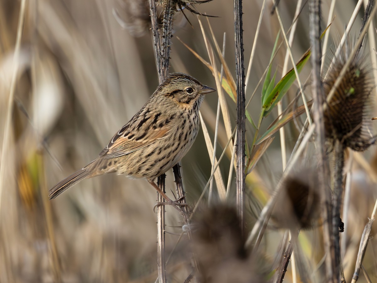 Lincoln's Sparrow - ML647321724