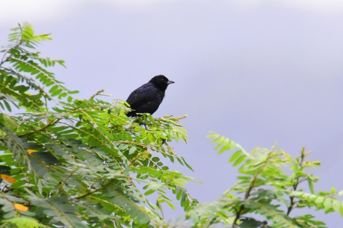 Ruby-crowned Tanager - ML647321726