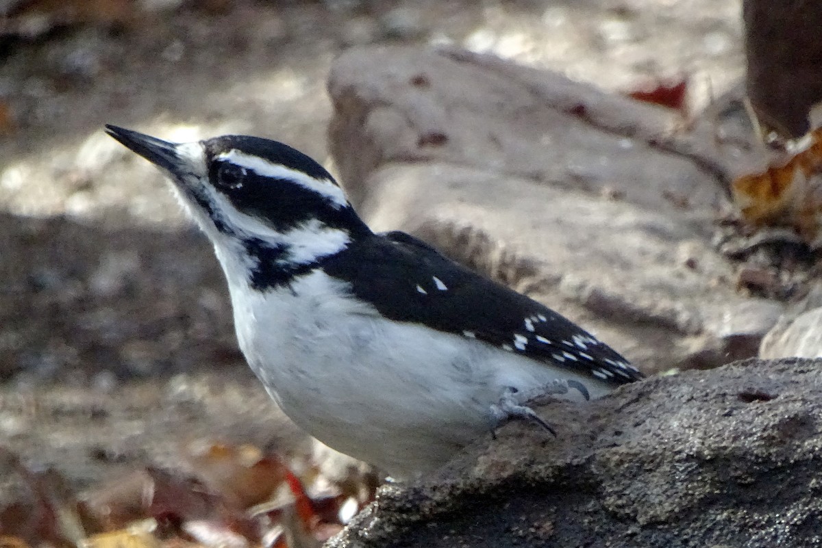 Hairy Woodpecker - ML647321737