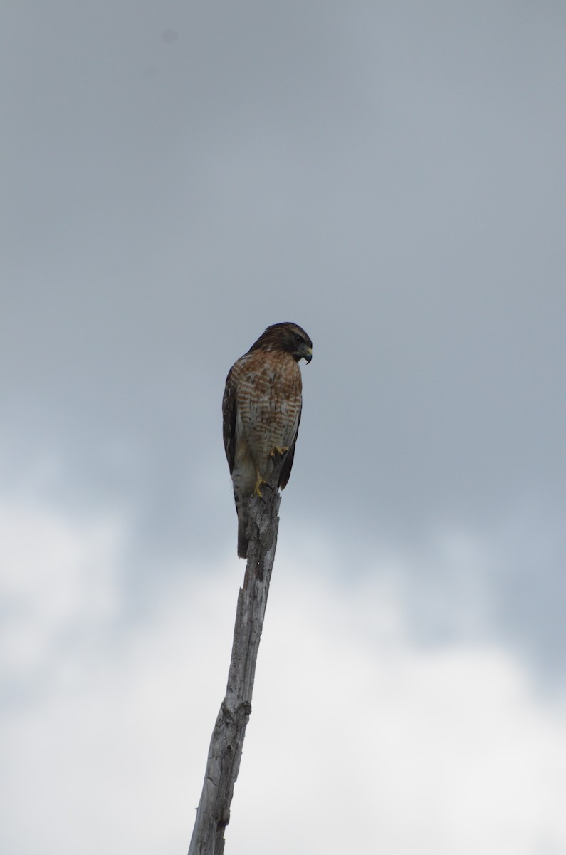 Red-shouldered Hawk - ML647321741