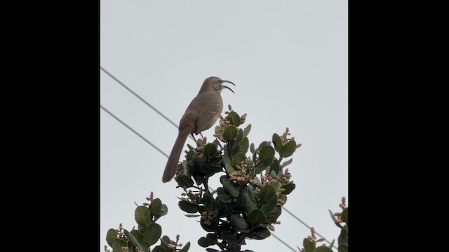 drozdec kalifornský - ML647321745