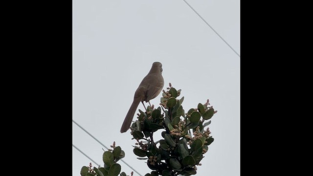 drozdec kalifornský - ML647321746