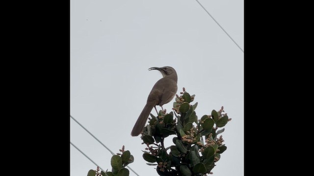 drozdec kalifornský - ML647321747