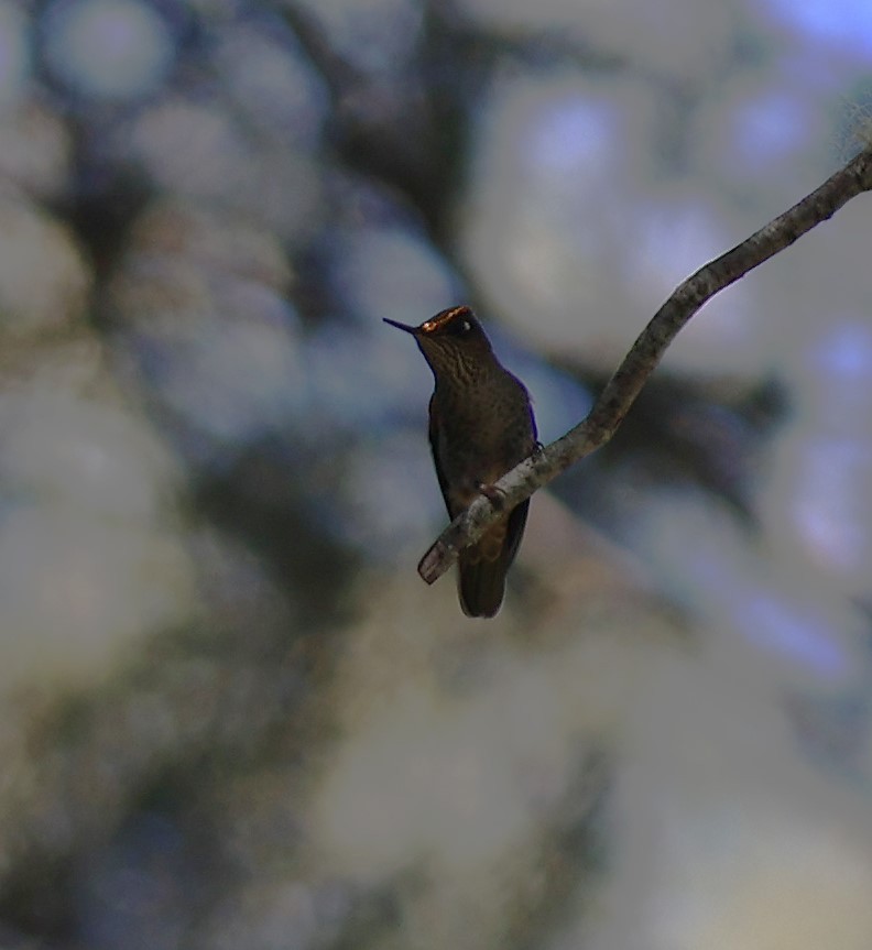 ベニイタダキハチドリ - ML647321753