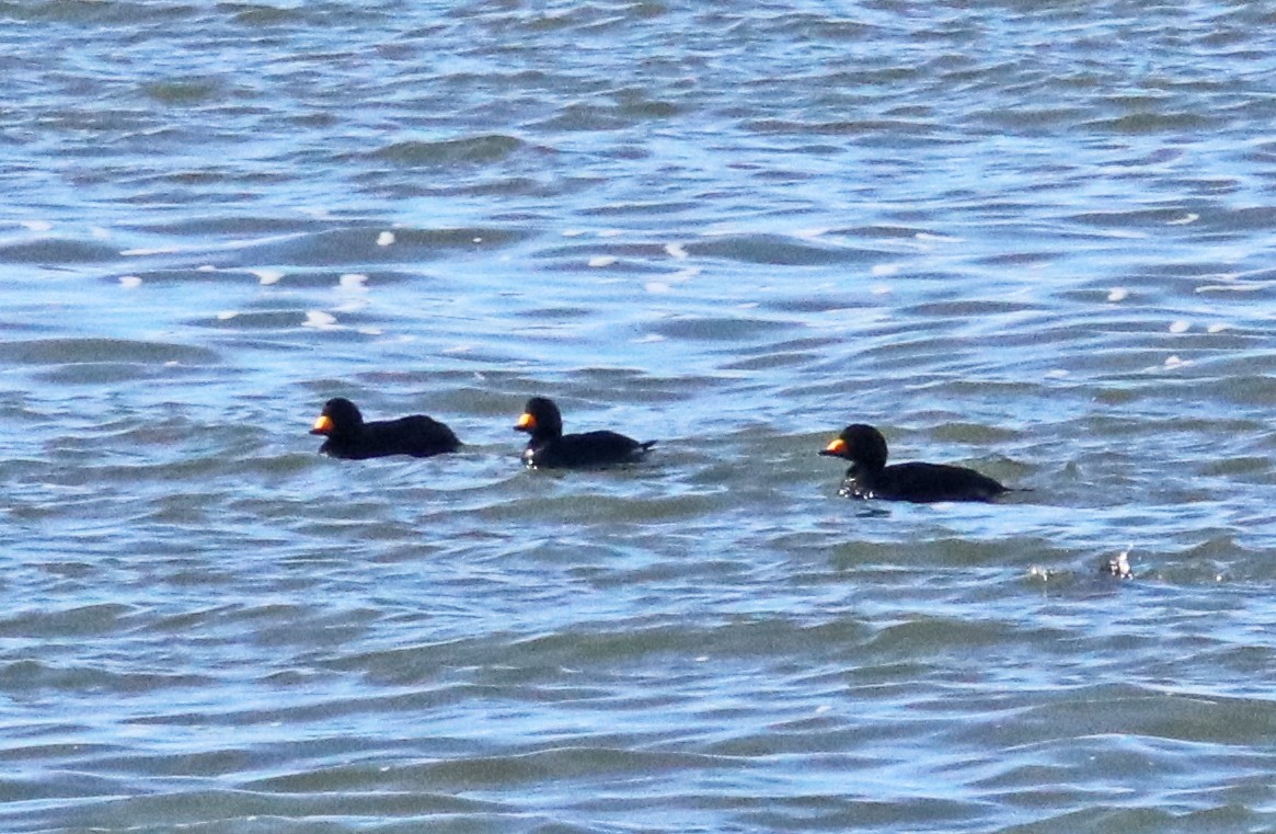 turpan žlutozobý - ML647321756