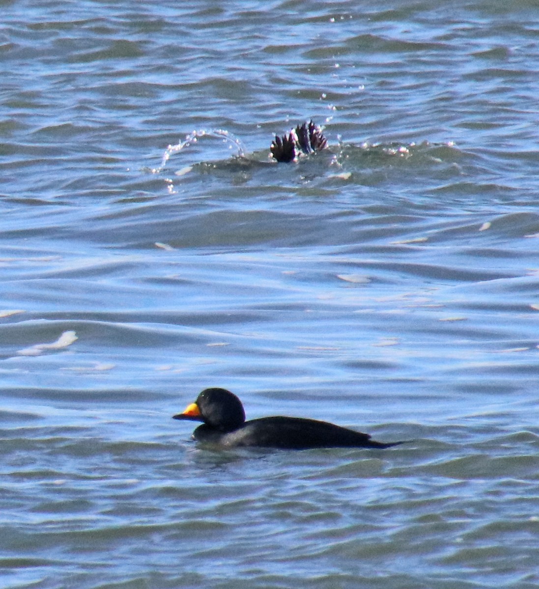 turpan žlutozobý - ML647321757