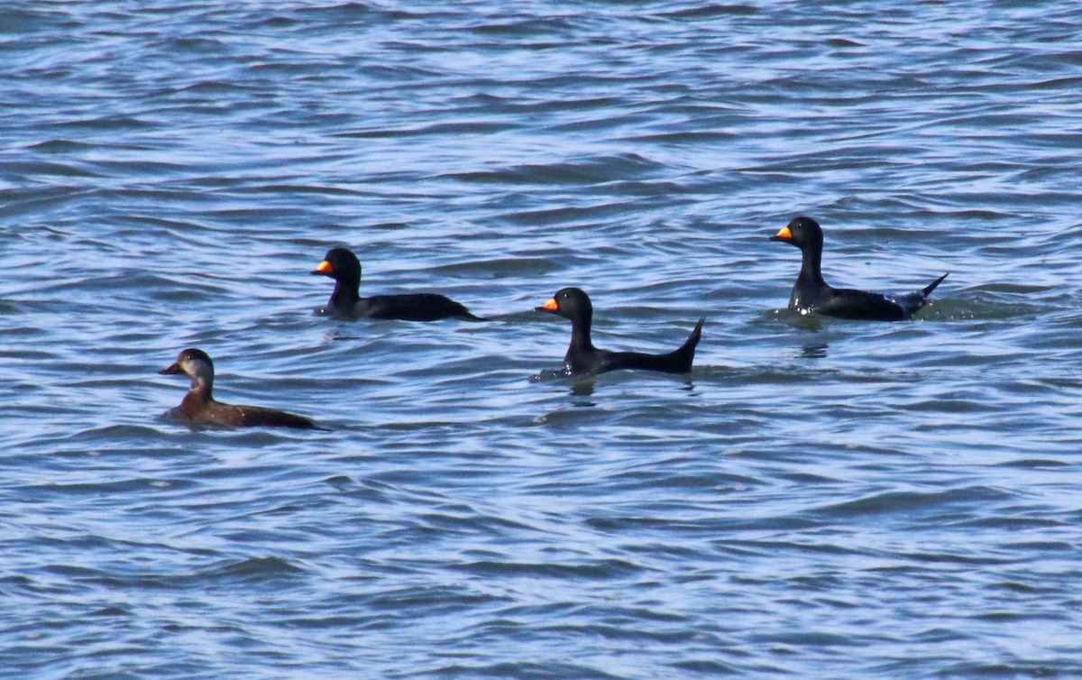 turpan žlutozobý - ML647321758