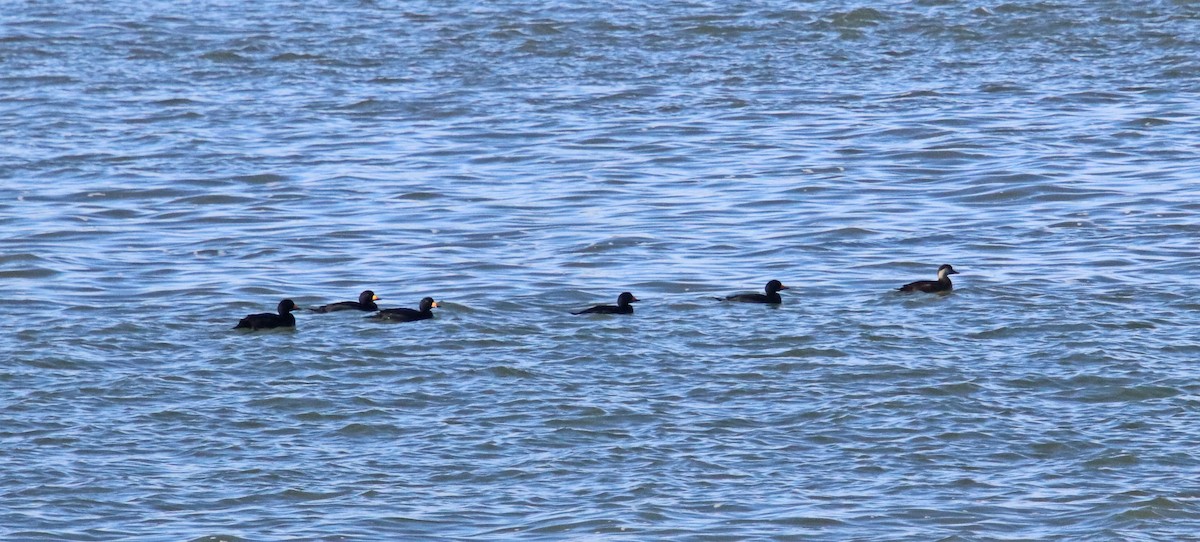 turpan žlutozobý - ML647321759