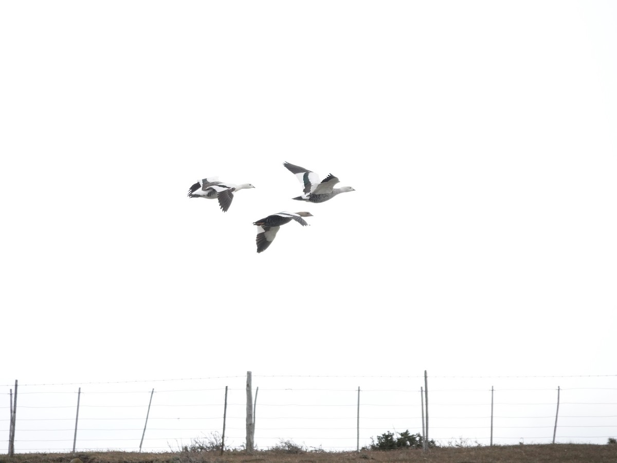 Upland Goose - ML647321775