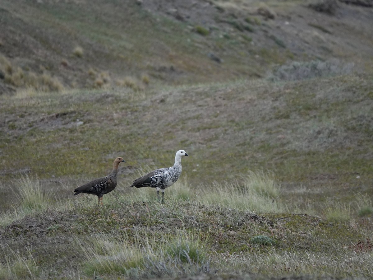Upland Goose - ML647321776
