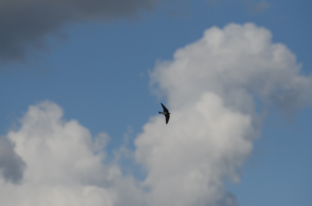 Tree Swallow - ML647321781