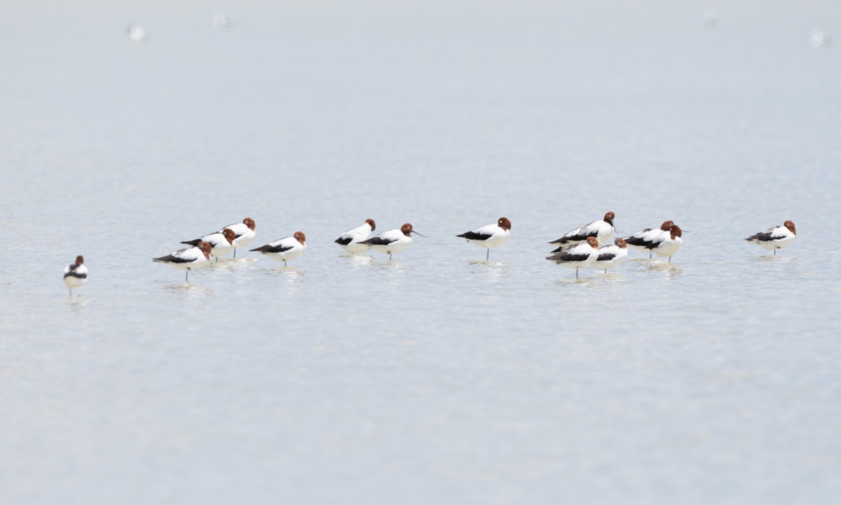 Abozeta burugorria - ML647321782