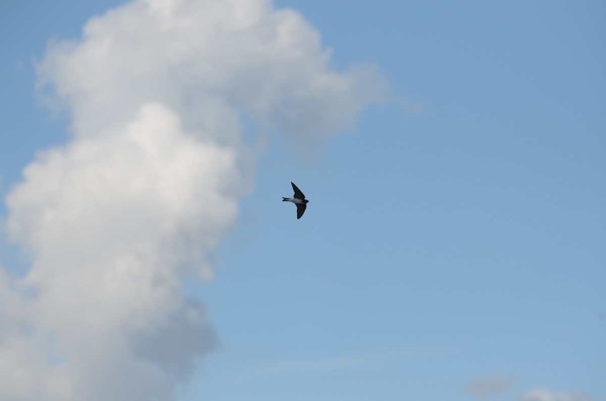 Tree Swallow - ML647321783