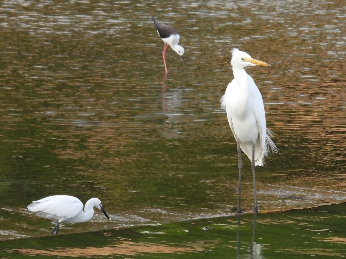 Silberreiher (modesta) - ML647321785