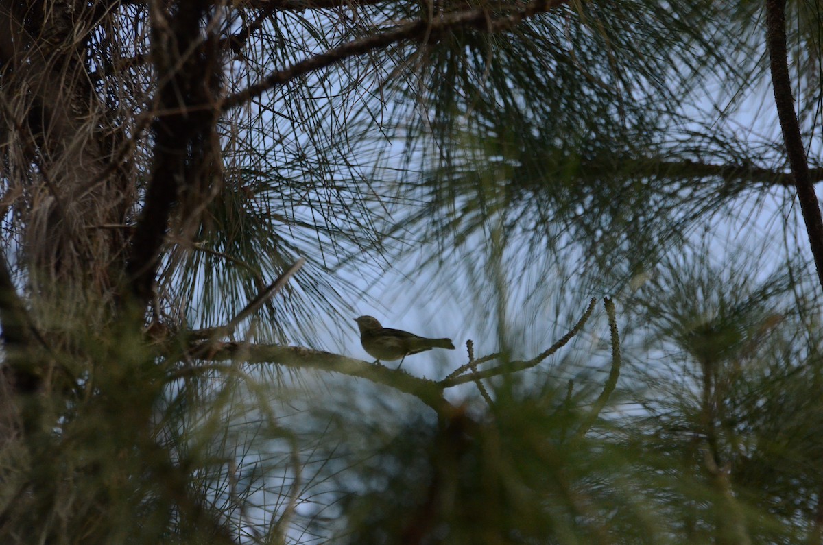 Yellow-rumped Warbler - ML647321793