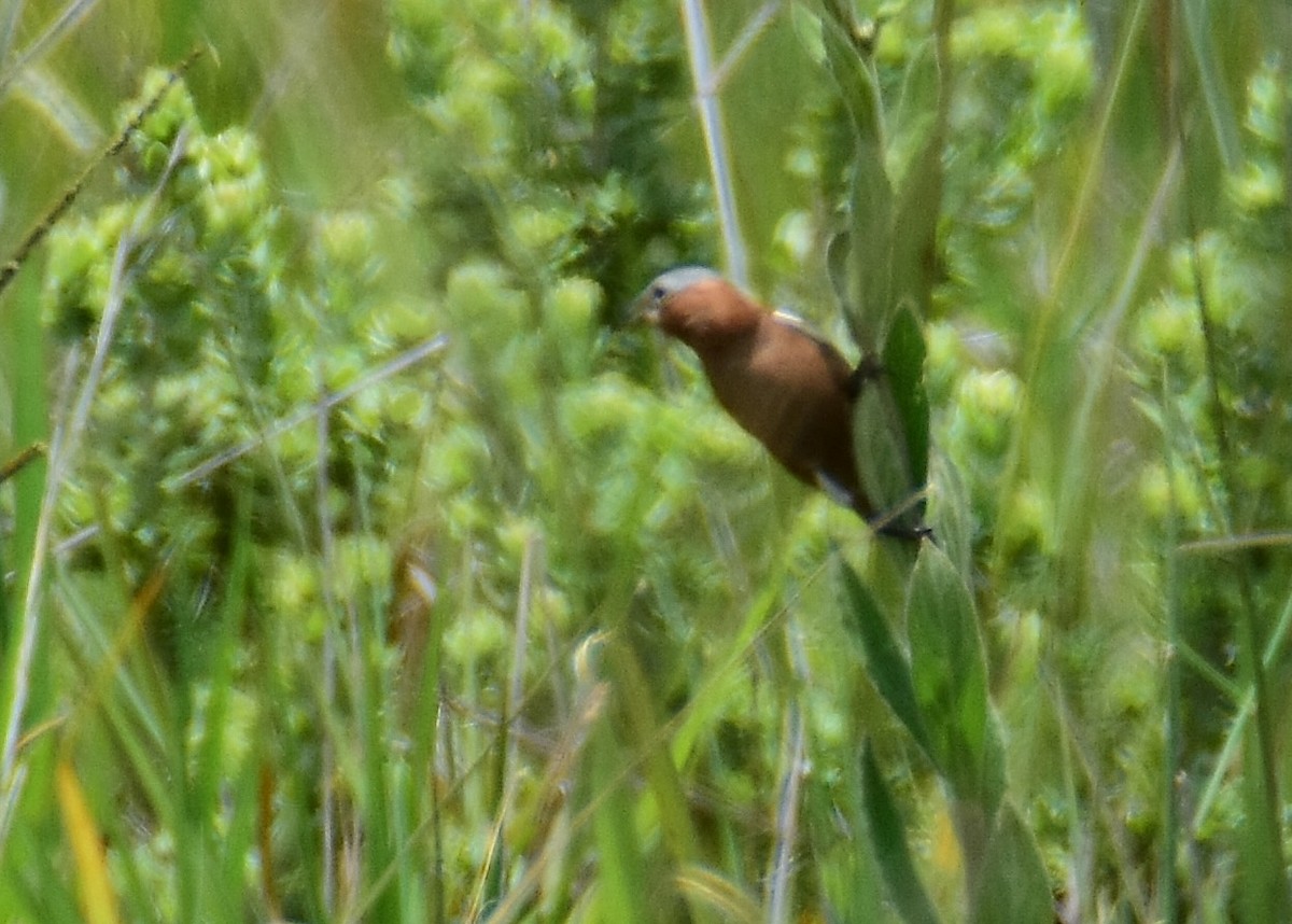 Chestnut Seedeater - ML647321794