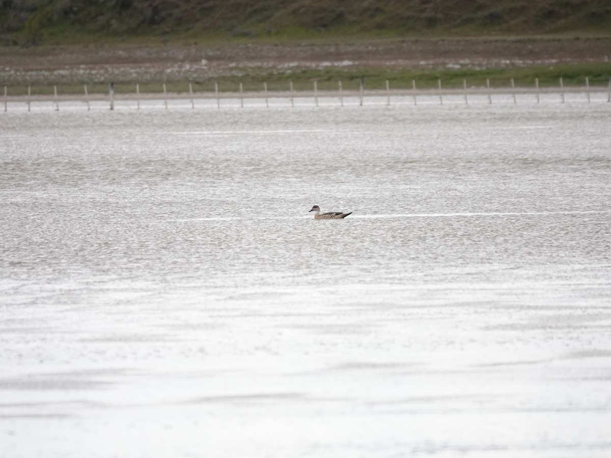 Crested Duck - ML647321819
