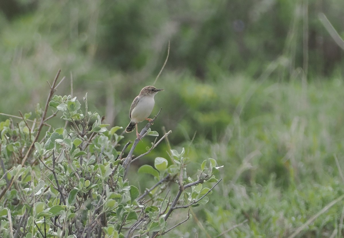 Desert Cisticola - ML647321826