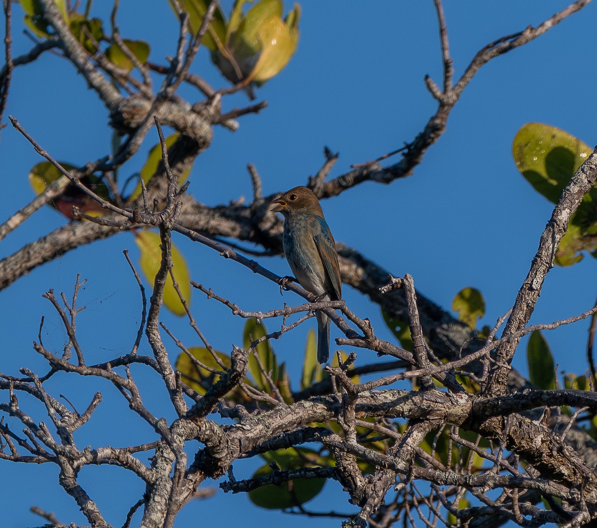 indigospurv - ML647321832