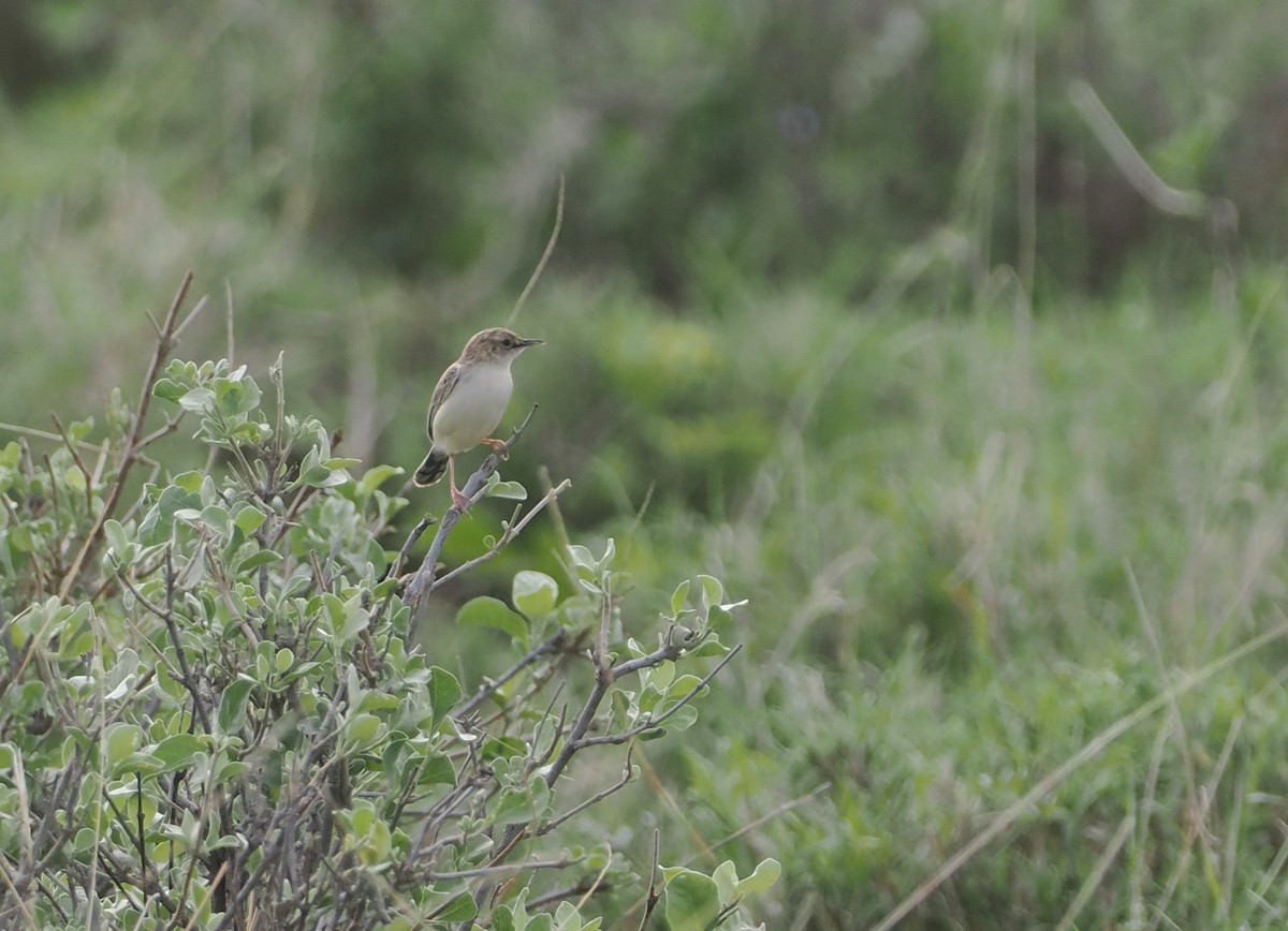 Desert Cisticola - ML647321836