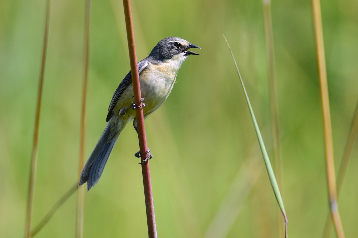 Long-tailed Reed Finch - ML647321837