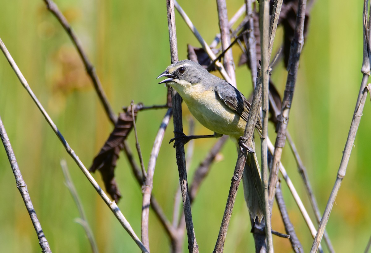 Long-tailed Reed Finch - ML647321838
