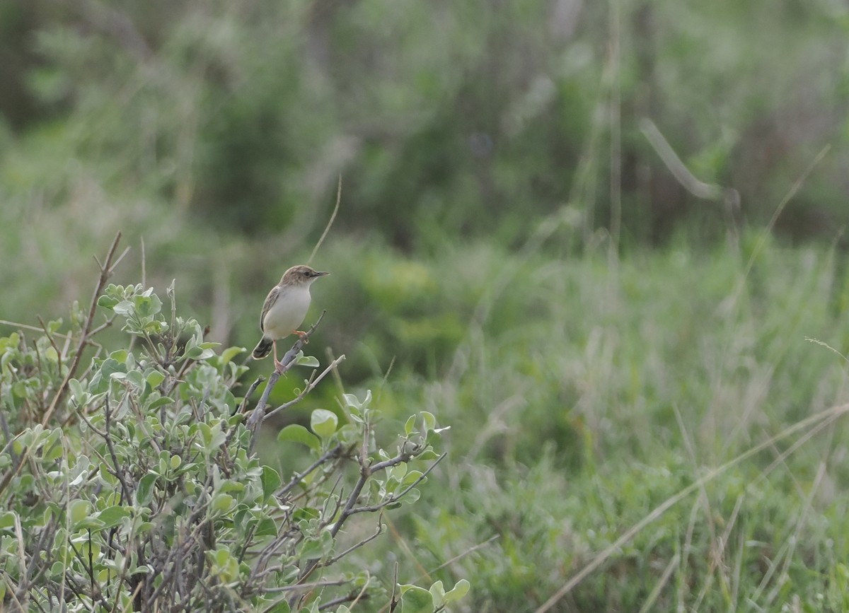 Desert Cisticola - ML647321846