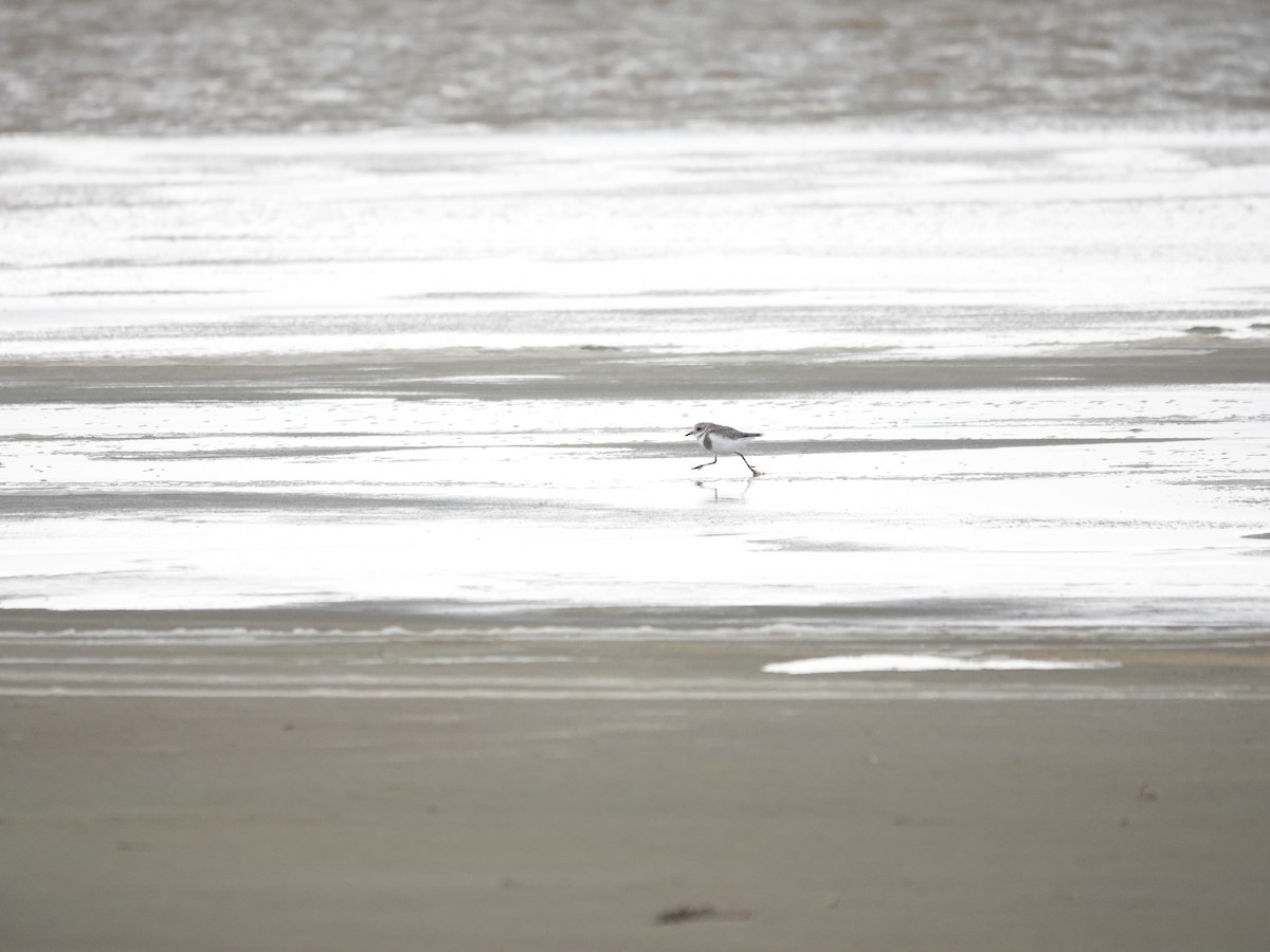Two-banded Plover - ML647321851