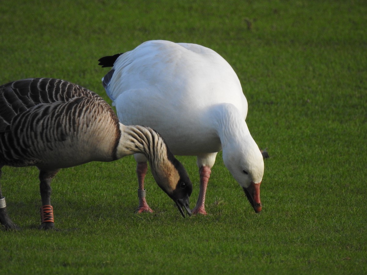 Snow Goose - ML647321852