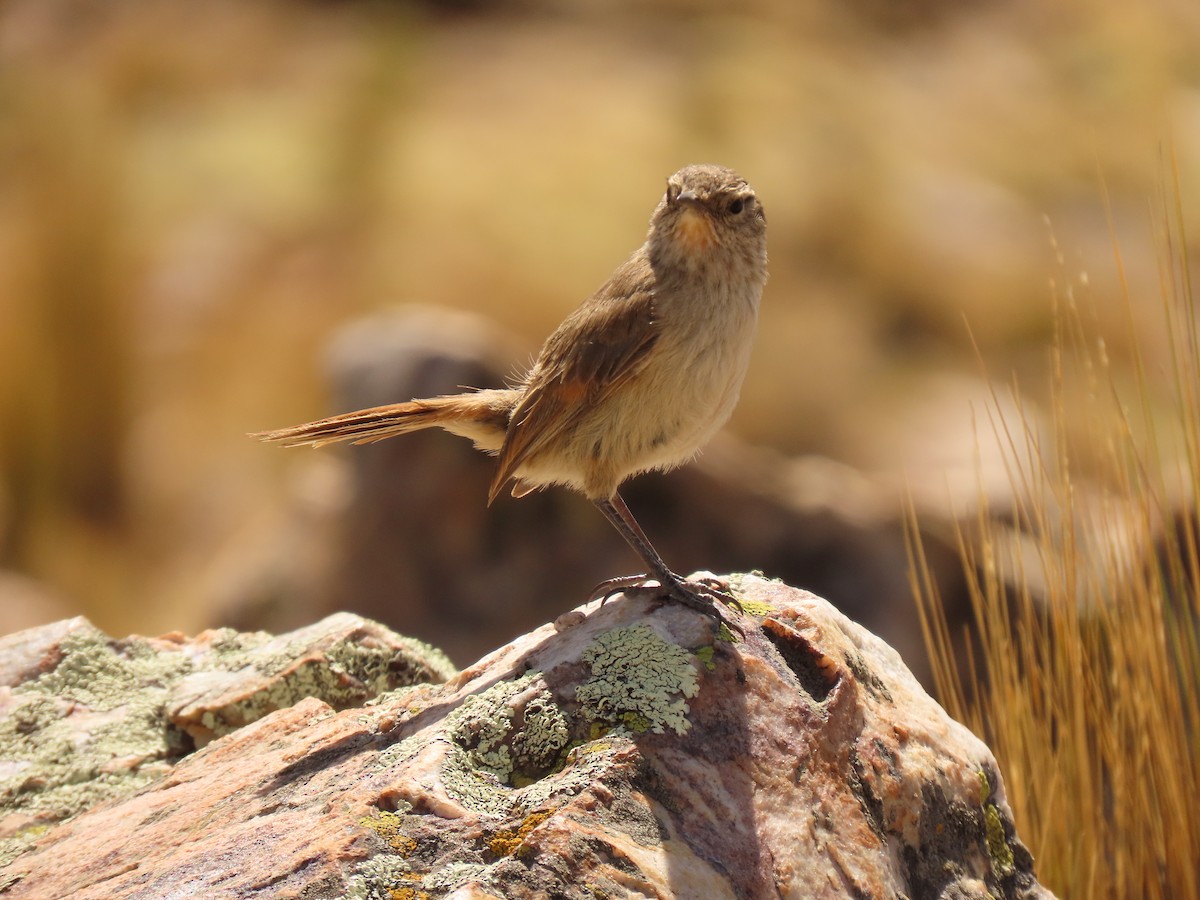 Cordilleran Canastero - ML647321853