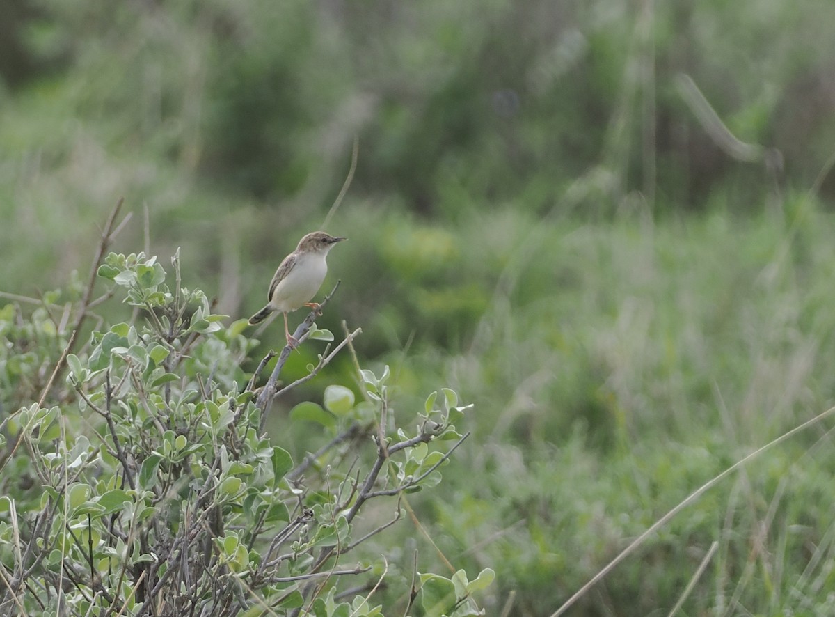 Desert Cisticola - ML647321854