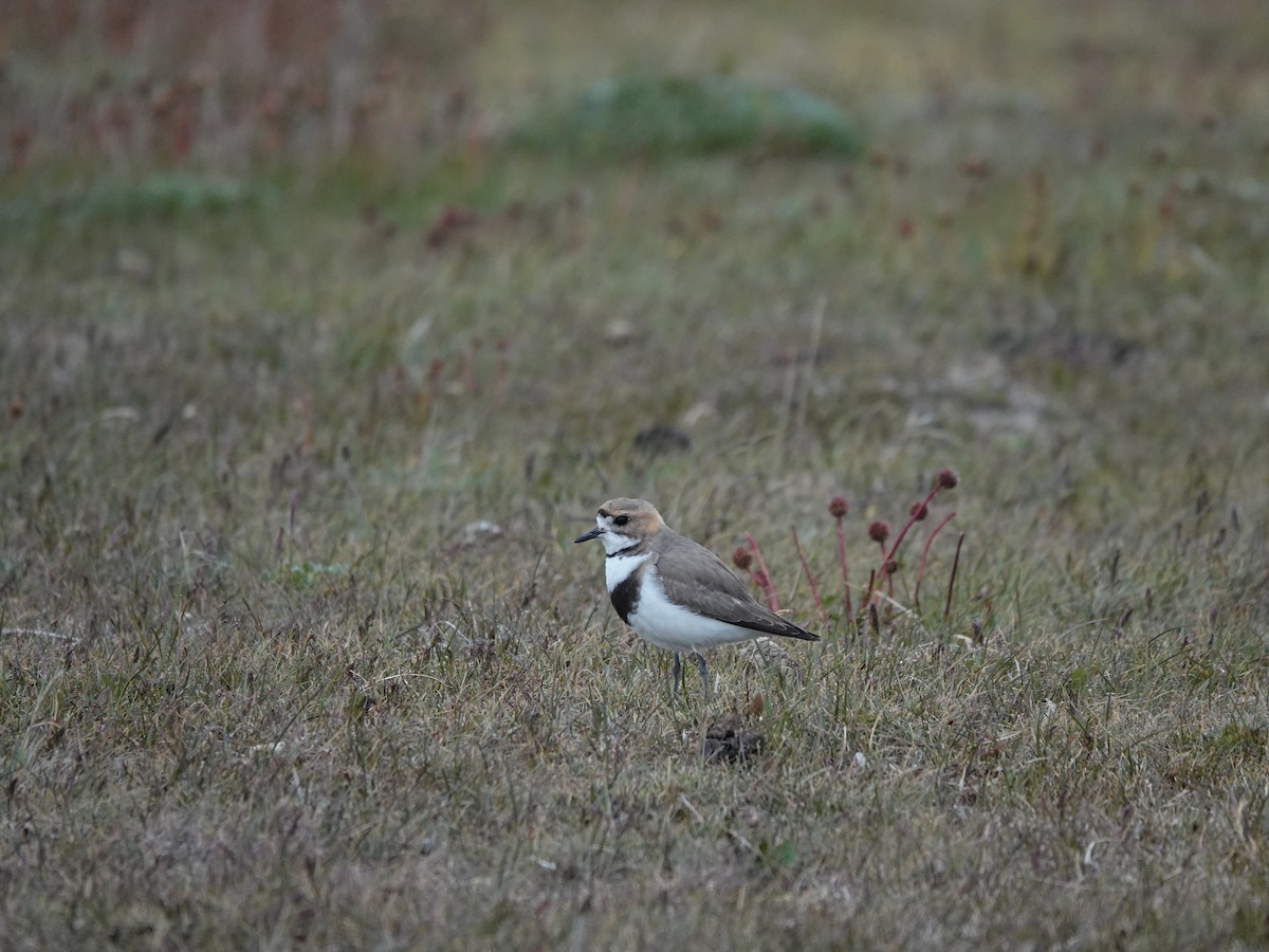 Two-banded Plover - ML647321864