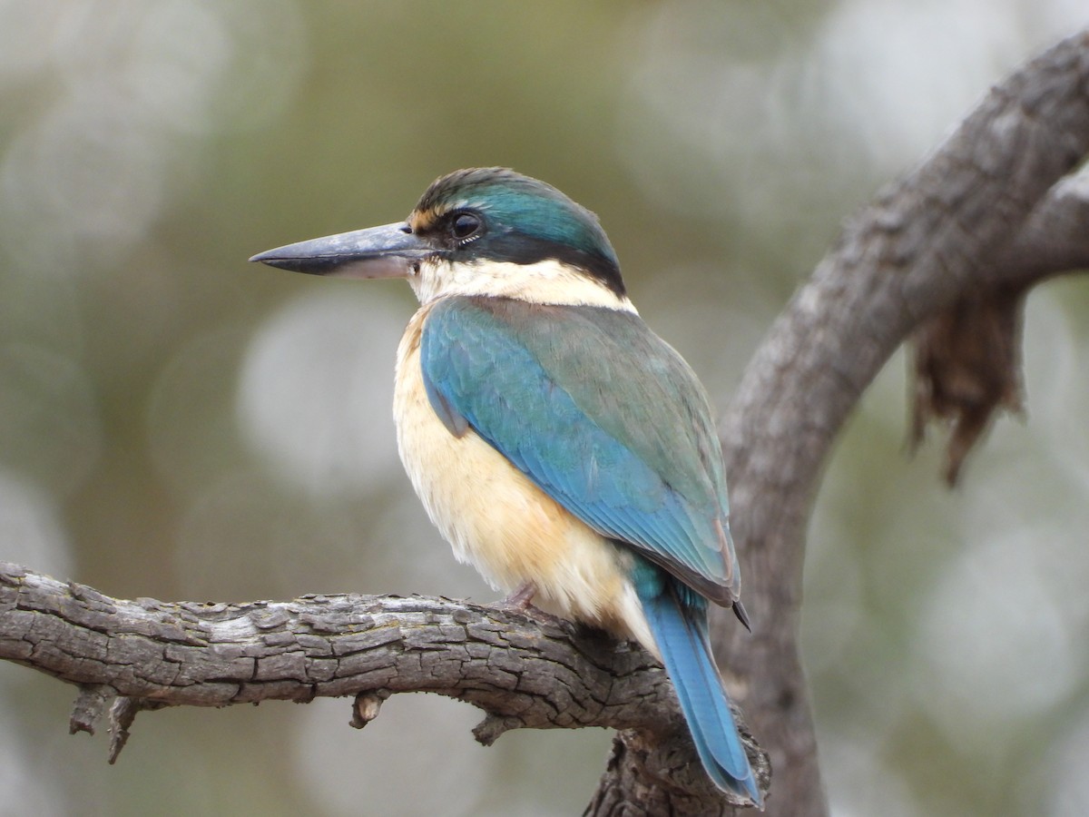 Sacred Kingfisher - ML647321865