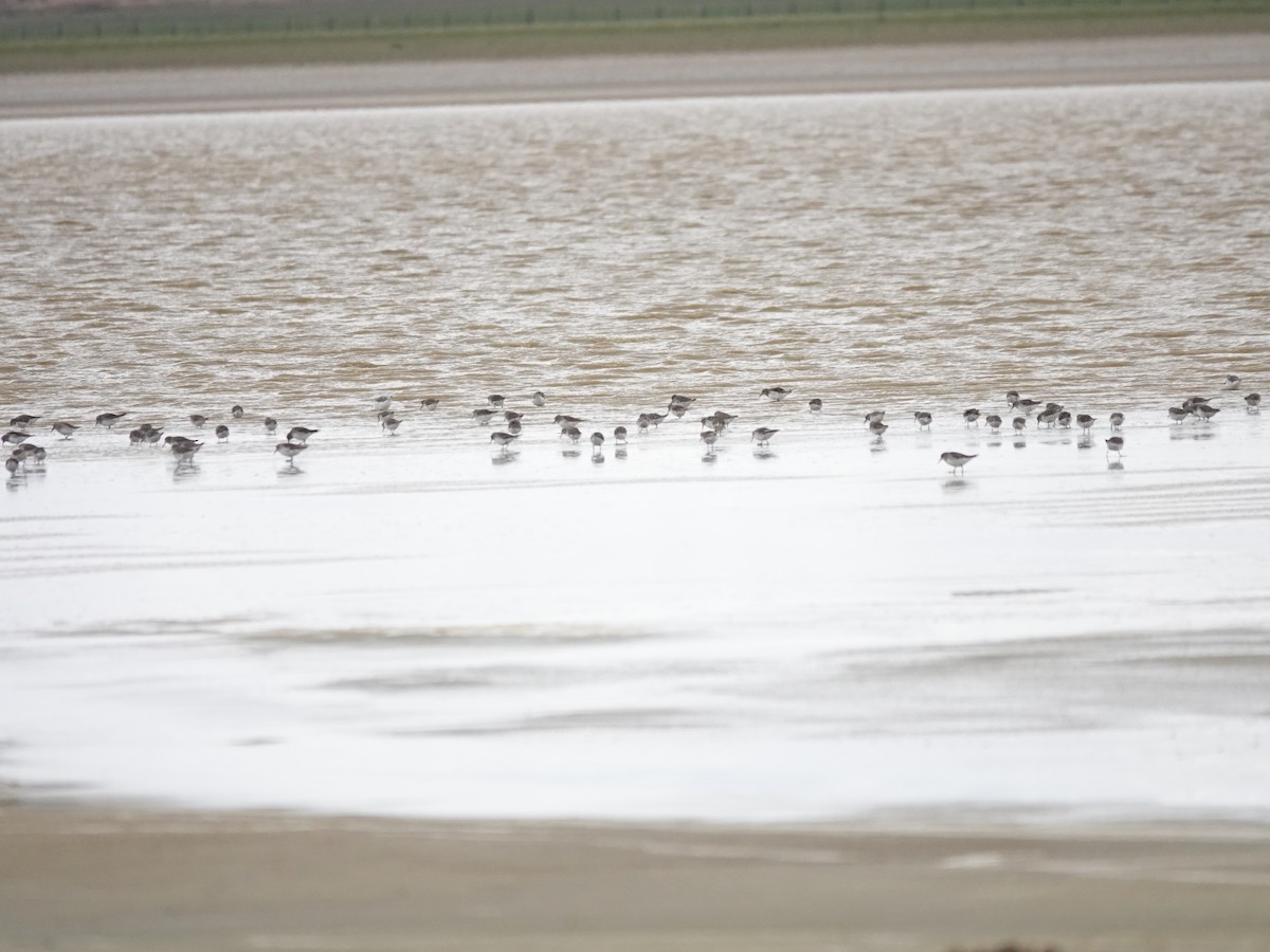 White-rumped Sandpiper - ML647321869