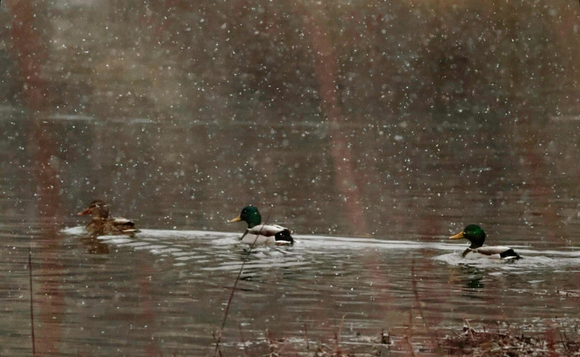 Mallard - ML647321870