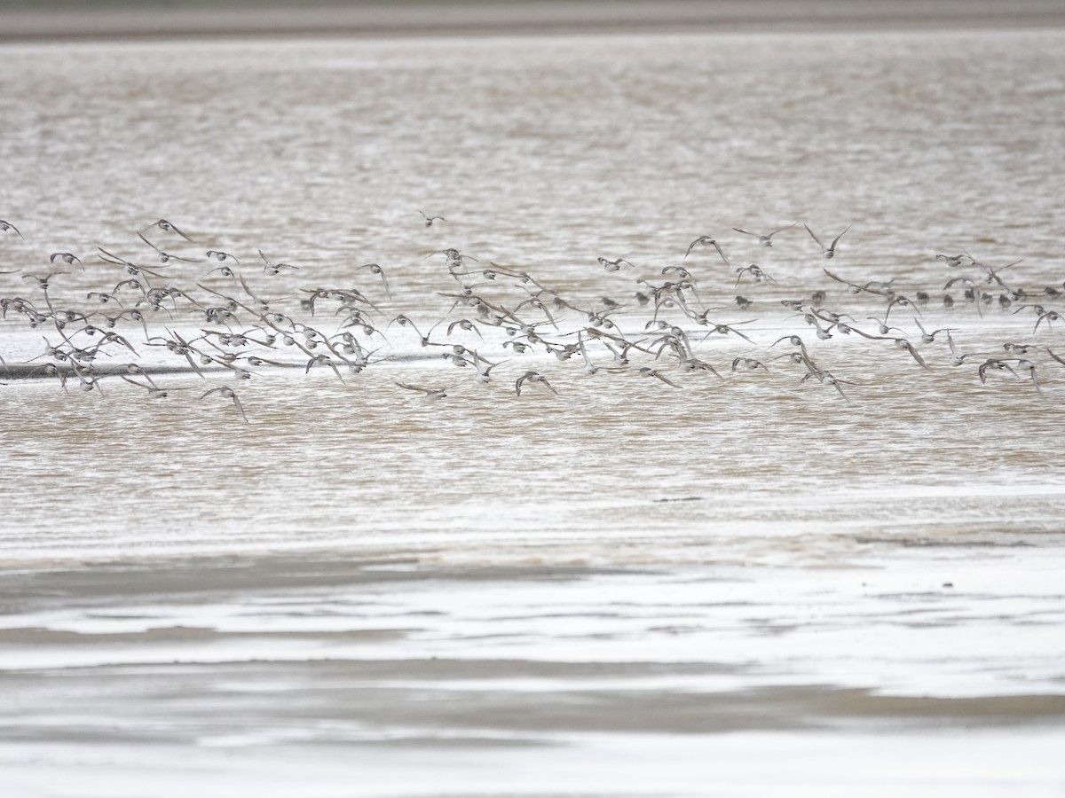 White-rumped Sandpiper - ML647321871