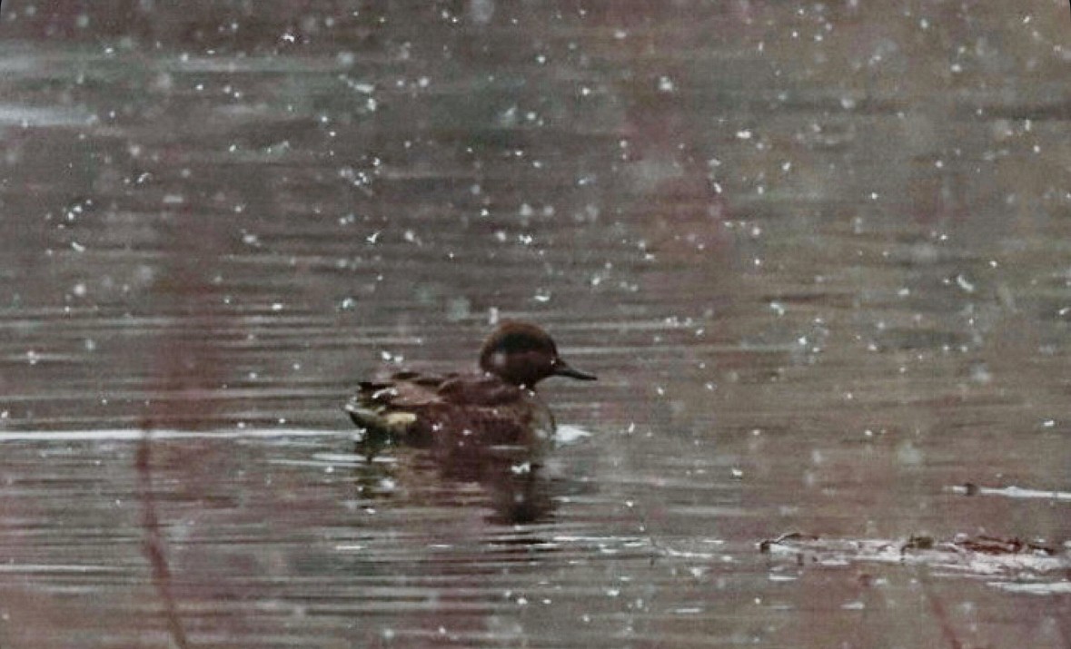 Green-winged Teal - ML647321873