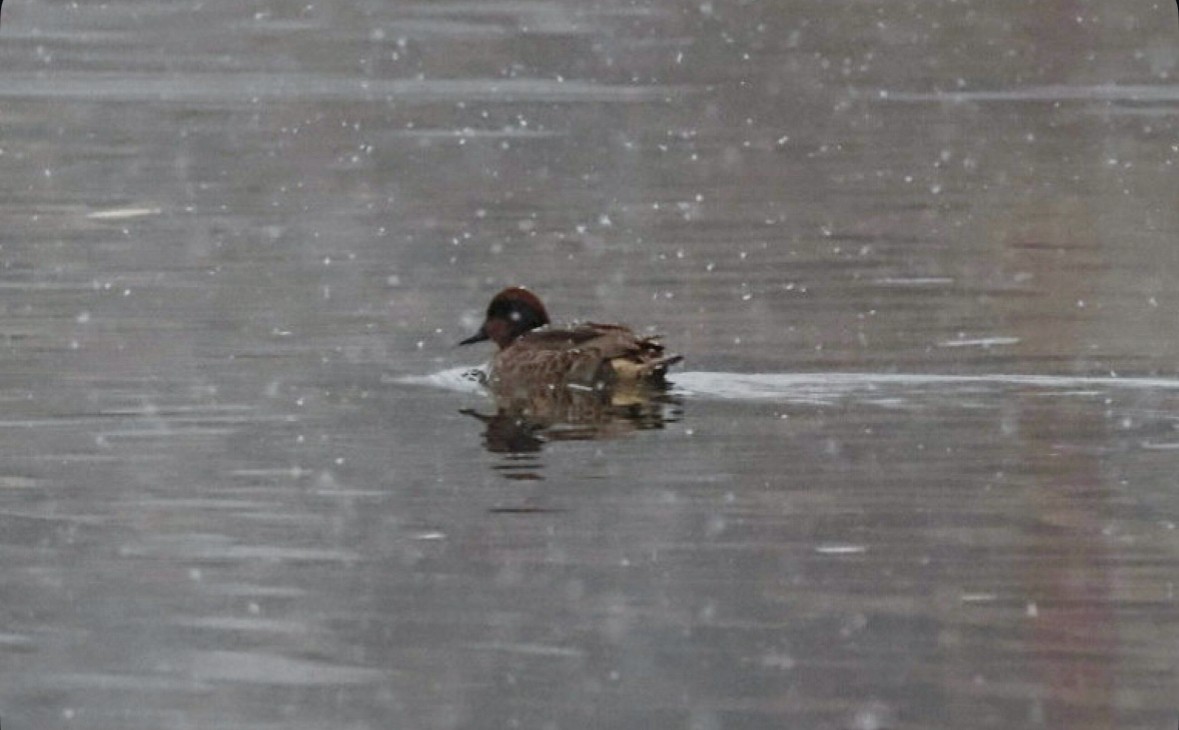 Green-winged Teal - ML647321874