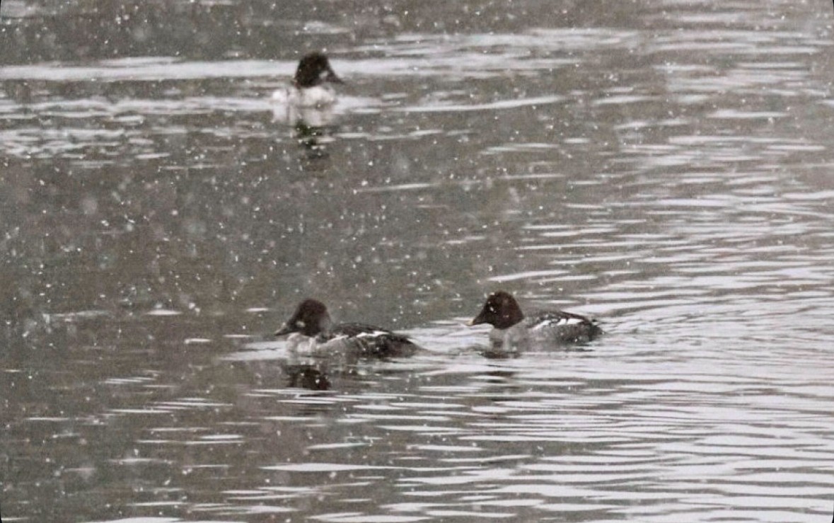 Common Goldeneye - ML647321881